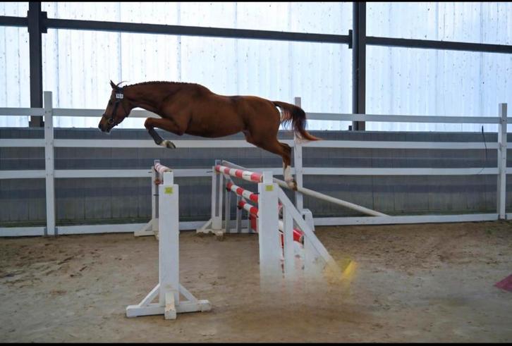 Veelbelovende 3-jarige BWP hengst, Dieren en Toebehoren, Paarden, Hengst, Onbeleerd, 165 tot 170 cm, 3 tot 6 jaar, Springpaard