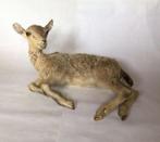 Opgezet geitje - taxidermie - geitenlam, Verzamelen, Dierenverzamelingen, Ophalen of Verzenden, Gebruikt, Boerderijdier, Opgezet dier