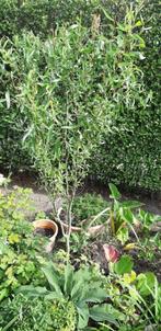 Wilgen boom, Tuin en Terras, Bloeit niet, Treurboom, 100 tot 250 cm, Ophalen