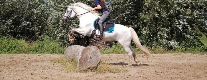 Prachtige ruin te koop, Dieren en Toebehoren, Paarden, Ruin, Zadelmak, Minder dan 160 cm, 11 jaar of ouder, Recreatiepaard, Gechipt