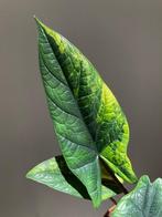 Alocasia Scalprum aurea variegata corms, Overige soorten, Minder dan 100 cm, Groene kamerplant, Halfschaduw
