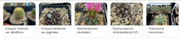 Cactus zaailingen aan liefhebbersprijzen!, Bloeiende kamerplant, Ophalen of Verzenden, Cactus, Halfschaduw