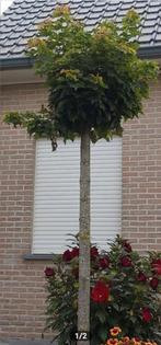 Acer Platanoides Globosum 2 stuks, Tuin en Terras, Ophalen