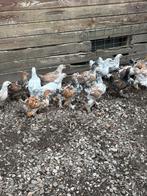 Brahma Porselein, Zalm en Isabelkleur te koop, Meerdere dieren, Kip