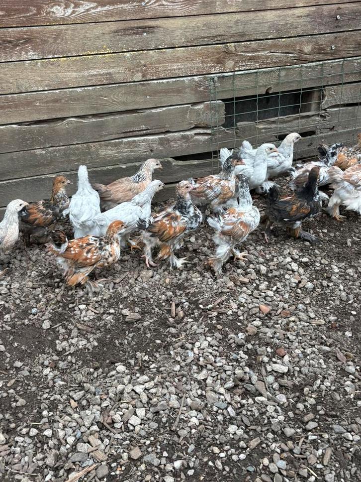 Brahma Porselein, Zalm en Isabelkleur te koop, Dieren en Toebehoren, Pluimvee, Kip, Meerdere dieren