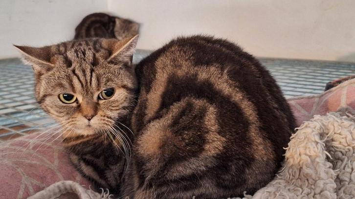 Moeder poes black golden tabby blotched, Dieren en Toebehoren, Katten en Kittens | Raskatten | Korthaar, Poes, 0 tot 2 jaar, Met stamboom