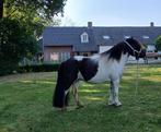 Te koop: lieve kinderpony, Dieren en Toebehoren, Pony's, Merrie, A pony (tot 1.17m), Onbeleerd, 11 jaar of ouder