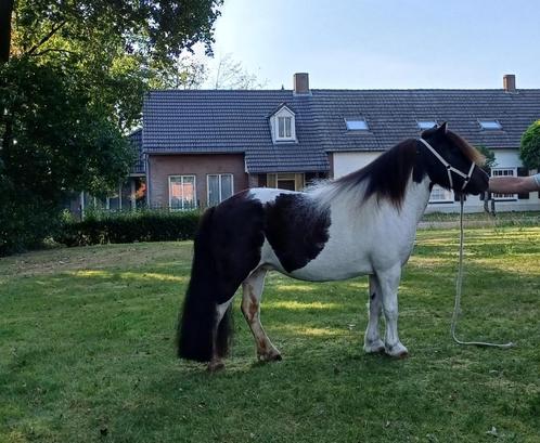 Te koop: lieve kinderpony, Dieren en Toebehoren, Pony's, Merrie, Onbeleerd, A pony (tot 1.17m), Recreatiepony, 11 jaar of ouder