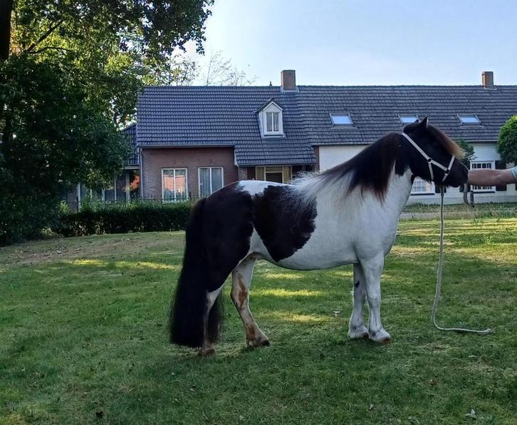 Te koop: lieve kinderpony, Dieren en Toebehoren, Pony's, Merrie, Onbeleerd, A pony (tot 1.17m), Recreatiepony, 11 jaar of ouder