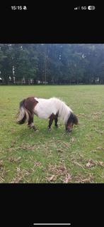 Shetlander merrie, Dieren en Toebehoren, Pony's, Merrie