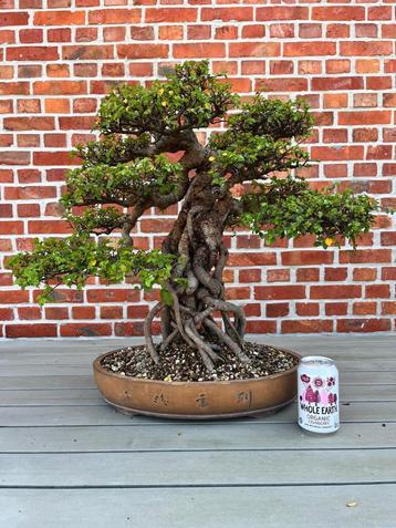 Bonsai Ulmus Parviflora 1 beschikbaar voor biedingen
