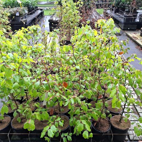 Beukenhaag in pot, Tuin en Terras, Planten | Struiken en Hagen, Haag, Beukenhaag, 100 tot 250 cm, Ophalen