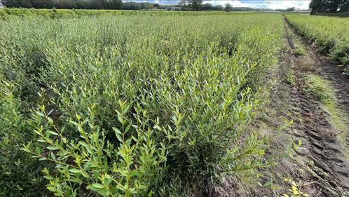 Phillyrea Angustifolia steenlinde Haagplant | Wolkplanten, Jardin & Terrasse, Plantes | Arbustes & Haies, Arbuste, Enlèvement ou Envoi