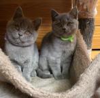 Prachtige Britse korthaarkitten, Dieren en Toebehoren, Kater, Gechipt, 0 tot 2 jaar
