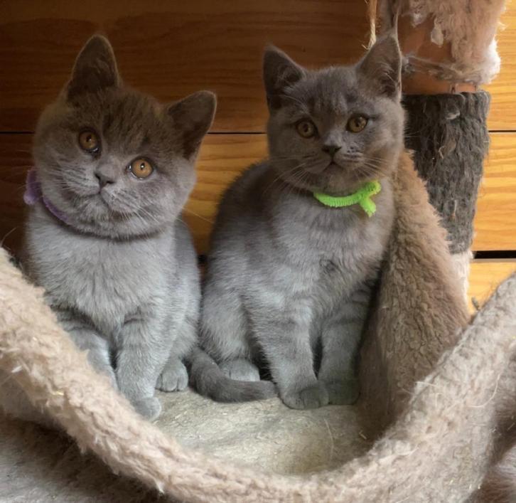 Prachtige Britse korthaarkittens, Dieren en Toebehoren, Katten en Kittens | Raskatten | Korthaar, Kater, 0 tot 2 jaar, Gechipt