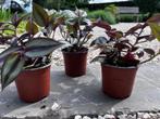 Hangplanten, Ophalen