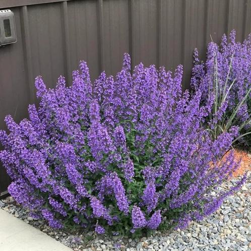 Nepeta Walker's low, Tuin en Terras, Planten | Tuinplanten, Vaste plant, Volle zon, Ophalen