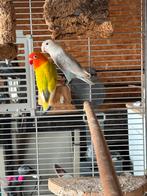 Koppel agapornis fisheri dwergpapegaai, Dieren en Toebehoren, Meerdere dieren, Dwergpapegaai of Agapornis, Geringd