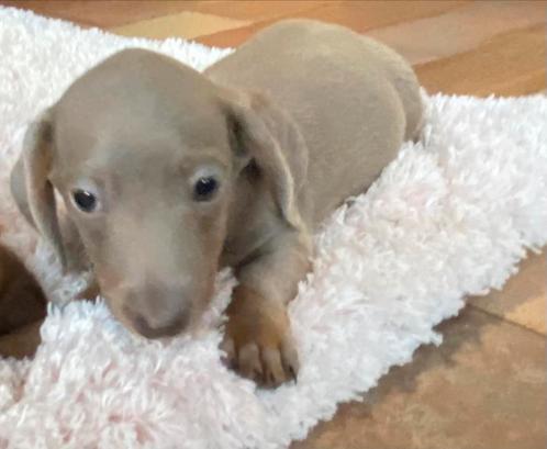 teckel pups,reutje,dwerg,isabella,TIELT-WINGE, Dieren en Toebehoren, Honden | Teckels en Dashonden, Reu, Korthaar, Dwerg, Fokker | Professioneel