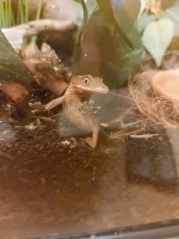 Baby Wimper Gecko  beschikbaar voor biedingen