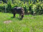 Jaarling amha hengstje, Dieren en Toebehoren, Gechipt, 0 tot 2 jaar, Hengst, A pony (tot 1.17m)
