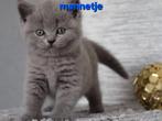 British shorthair, Animaux & Accessoires, Vermifugé, 0 à 2 ans