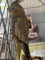 Koppel valkparkieten met 2 jongen en kooi, Dieren en Toebehoren, Meerdere dieren, Parkiet