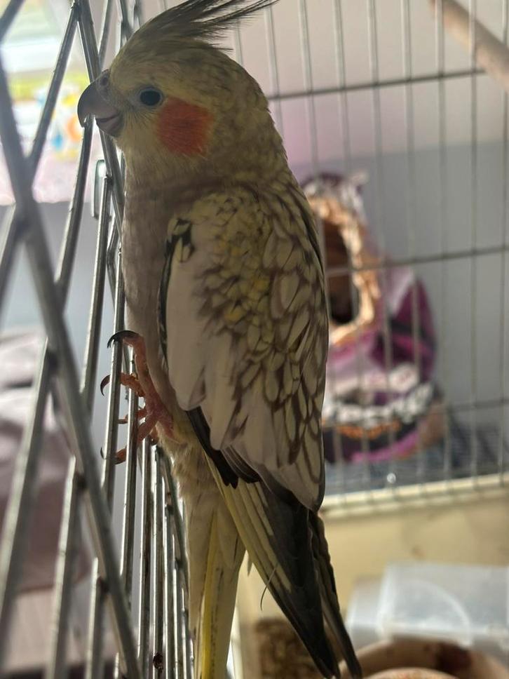 Koppel valkparkieten met 2 jongen en kooi, Dieren en Toebehoren, Vogels | Parkieten en Papegaaien, Parkiet, Meerdere dieren