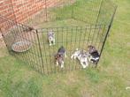 Jack Russel reutjes, Dieren en Toebehoren, Honden | Jack Russells en Terriërs, België, Jack Russell Terriër, Reu, CDV (hondenziekte)