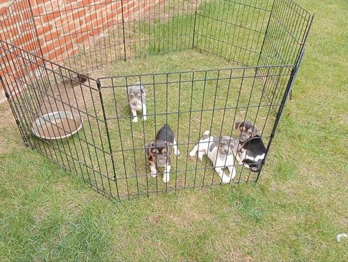 Jack Russel reutjes, Dieren en Toebehoren, Honden | Jack Russells en Terriërs, Reu, Jack Russell Terriër, Fokker | Professioneel