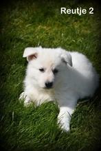 Prachtig kortharige Zwitserse Witte Herder pup, CDV (hondenziekte), 8 tot 15 weken, Herder, België