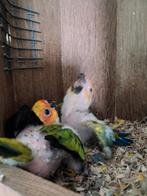 Zonparkiet, Dieren en Toebehoren, Geringd