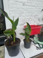 Canna cleopatra, Tuin en Terras, Ophalen, Vaste plant