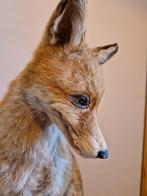 Prachtige vos taxidermie, Ophalen of Verzenden