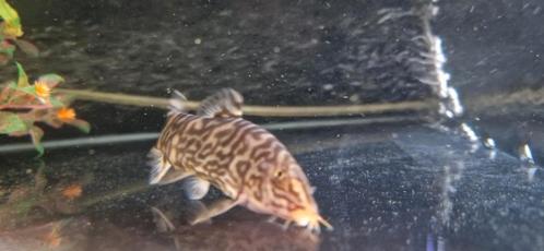 Marmer Botia, Dieren en Toebehoren, Vissen | Aquaria en Toebehoren, Ophalen
