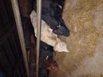 4 stieren, Dieren en Toebehoren