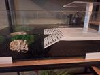 Waterschildpad met benodigdheden., Dieren en Toebehoren, Ophalen, Zo goed als nieuw, Terrarium of Paludarium