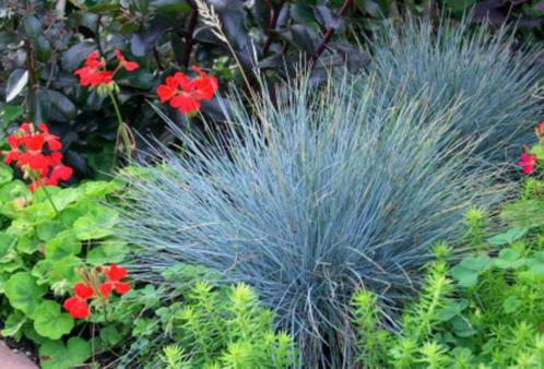 Festuca glauca 'Elyah bleu', Tuin en Terras, Planten | Tuinplanten, Vaste plant, Siergrassen, Ophalen