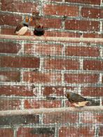 Zebravinken koppels, Dieren en Toebehoren