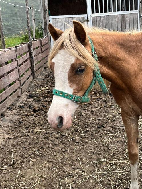 flaxenvos sabino jaarling hengst B pony, Animaux & Accessoires, Poneys, Étalon, Non dressé, Poney B (1.17 m à 1.27 m), Poney de dressage