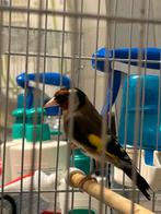 chardonnerets, Dieren en Toebehoren, Mannelijk, Wildzangvogel, Tam