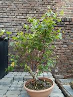 Berk bonsai, Ophalen of Verzenden