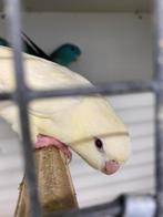 Perruches Catherine, Plusieurs animaux, Perruche, Bagué