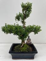 Bonsai Buxus, Ophalen