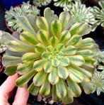 Aeonium zwartkin, Enlèvement ou Envoi