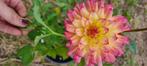 Dahlia knollen, Verzenden, Voorjaar, Halfschaduw, Knol
