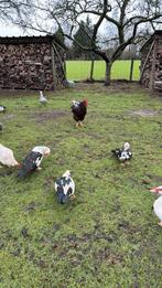 Barbarie hennen, Dieren en Toebehoren, Pluimvee