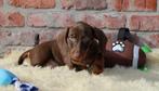 Teckel pup Choco-tan (korthaar), Dieren en Toebehoren, België, Reu, CDV (hondenziekte), 8 tot 15 weken