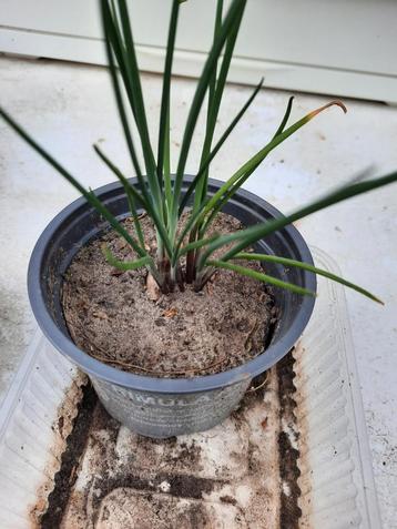 Bieslook plantje beschikbaar voor biedingen