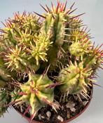 Euphorbia Enopla Variegata, Huis en Inrichting, Kamerplanten, Minder dan 100 cm, Verzenden, Vetplant